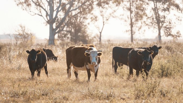 Vacas en el campo