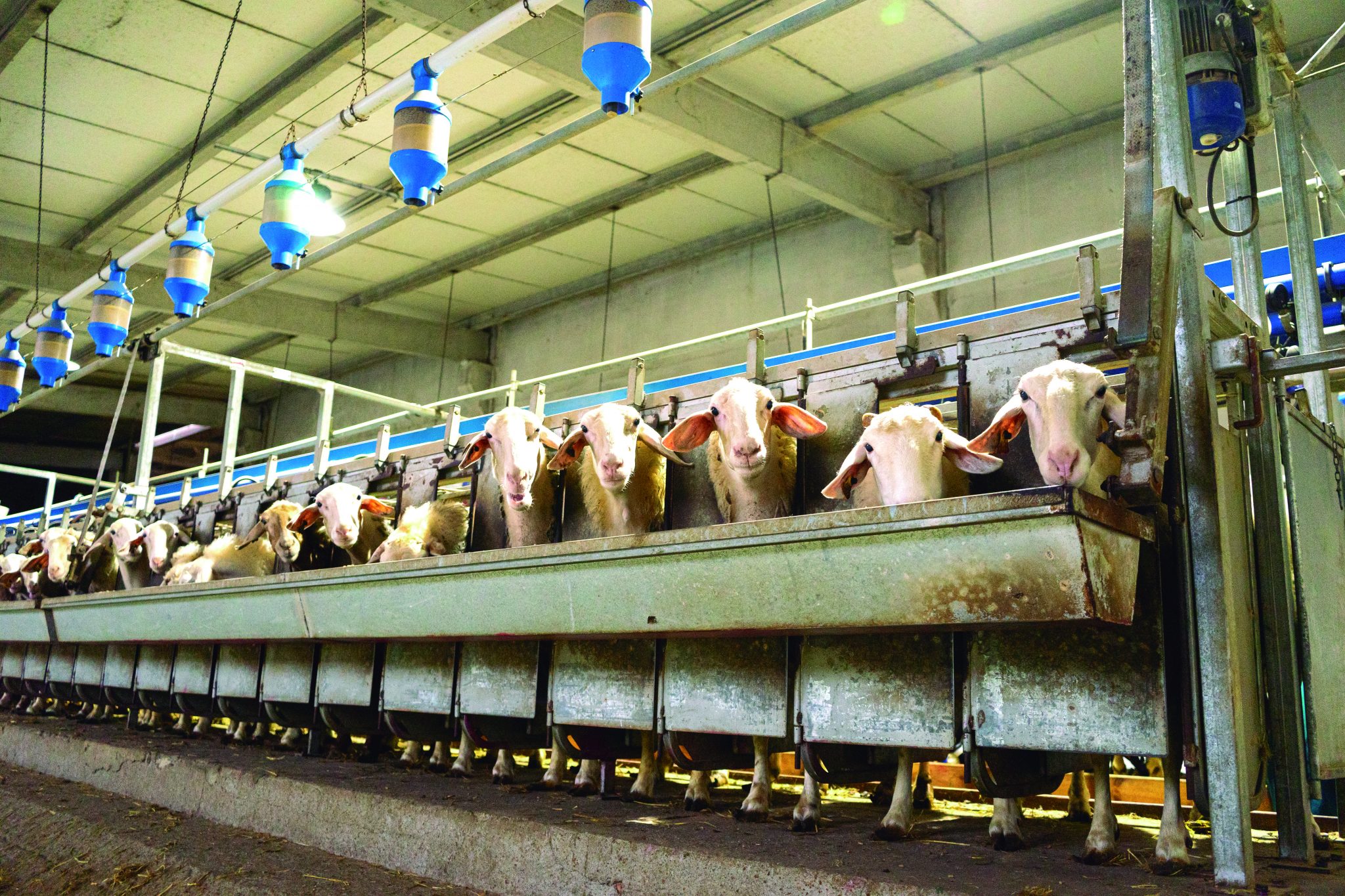 COGALA Producción leche de oveja