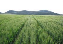 Campo de trigo bajo técnicas de Agricultura de Conservación