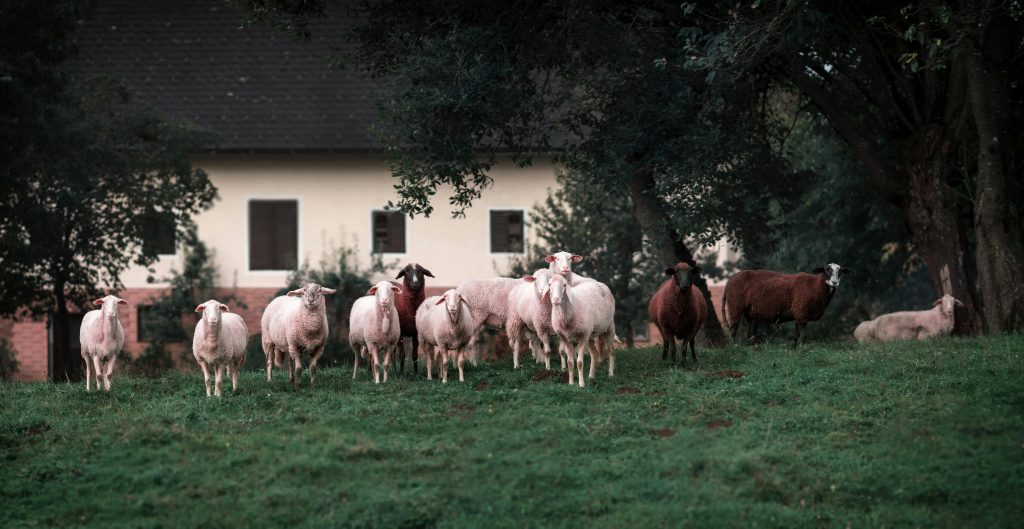 Granja de leche de oveja