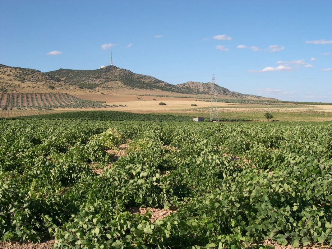 Vineyard_Ciudad_Real