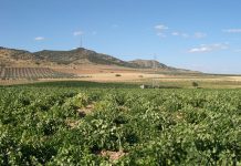 Vineyard_Ciudad_Real
