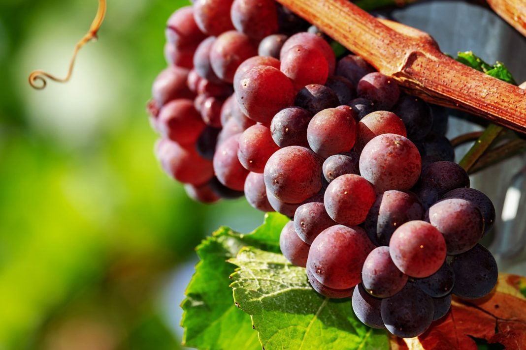 vino rosado