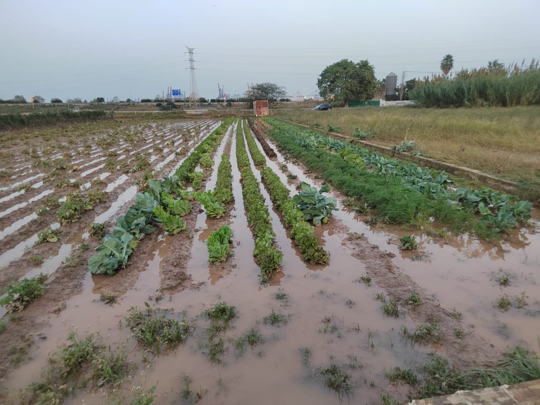 huerta