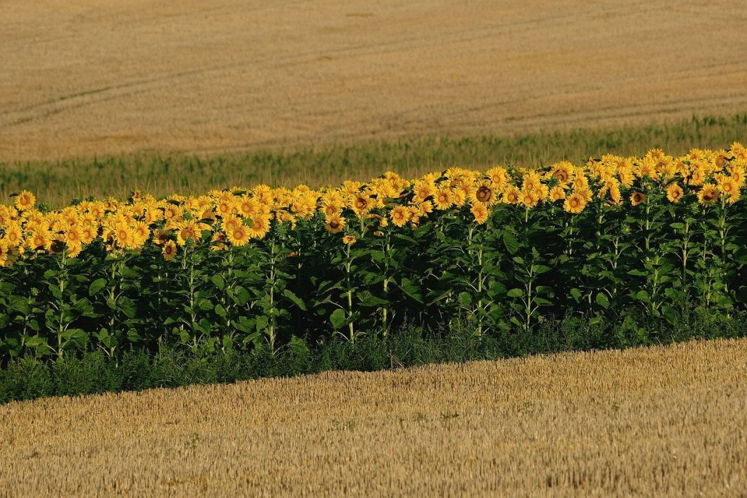 precio girasol