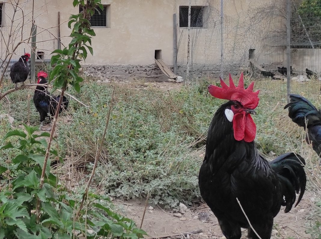 gallina negra castellana