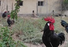 gallina negra castellana
