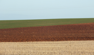 lonjas mercosur cereales
