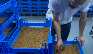 tenebrio granja animal