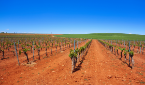 viñedos castilla la mancha arranque