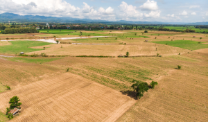 campo se vacía