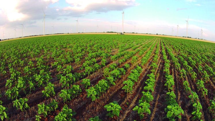 agricultura regenerativa