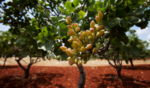 pistacho arbol