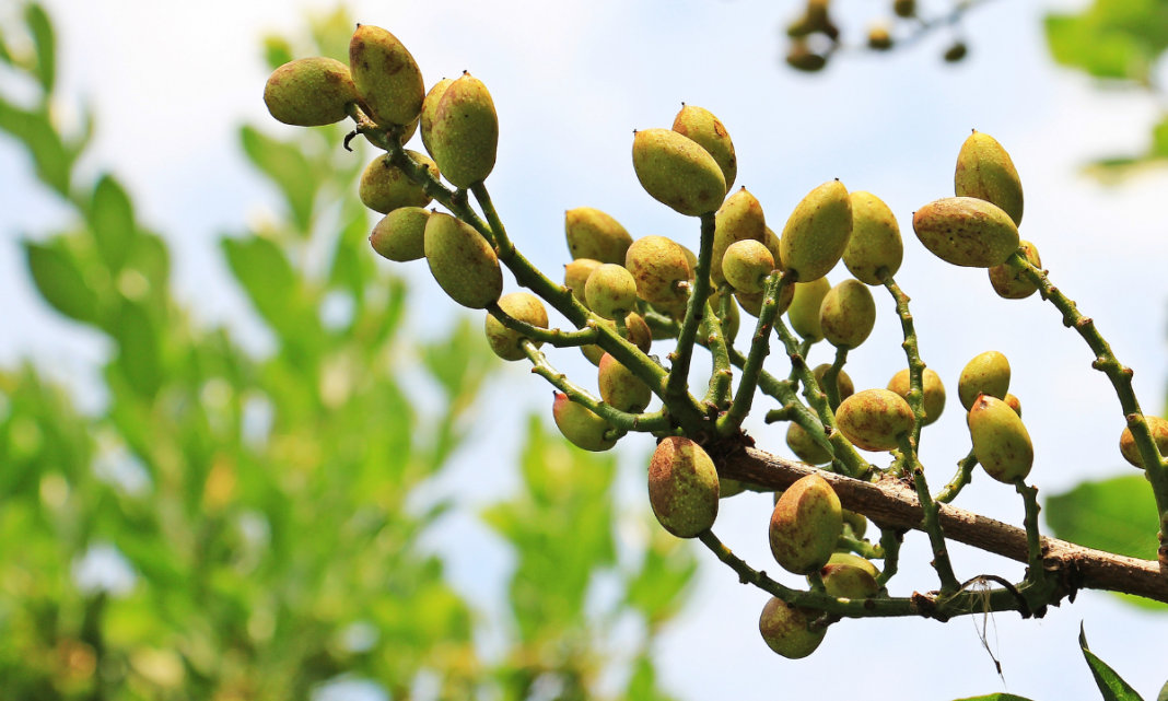 Ayudas frutos secos PAC