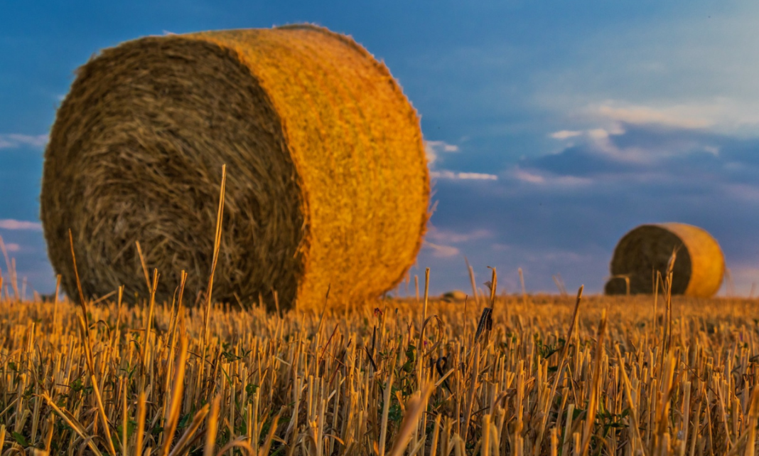 Agricultura familiar