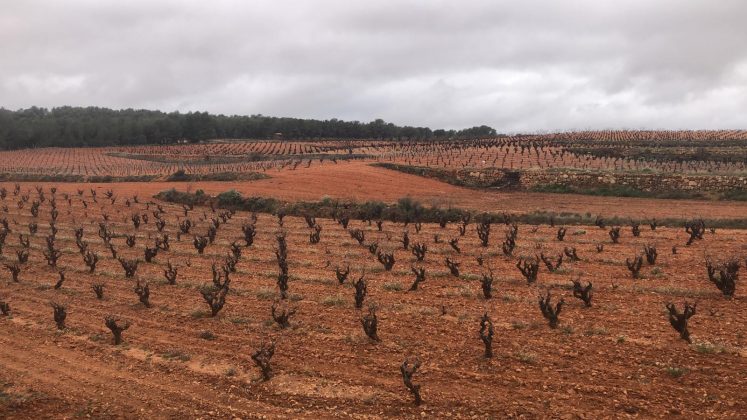 viñedo comunidad valenciana invierno