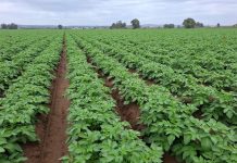 Campo_patata_(Hijolusa)