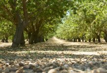 almendro