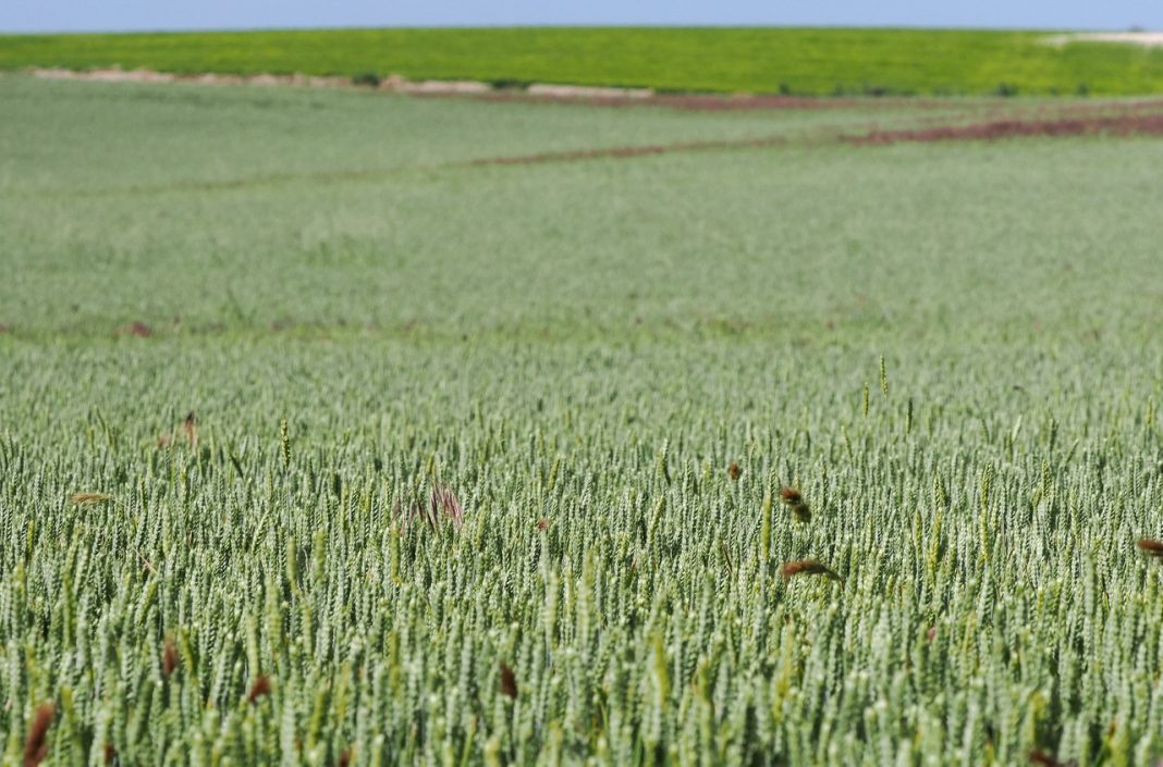 Todos los cereales para las papillas infantiles de Nestlé en España, de agricultura regenerativa_1