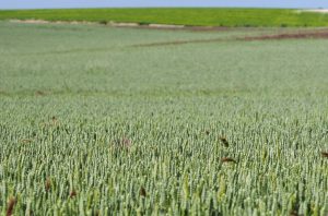 Todos los cereales para las papillas infantiles de Nestlé en España, de agricultura regenerativa_1
