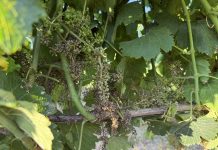 Viñedo afectado por mildiu en la DO Rueda