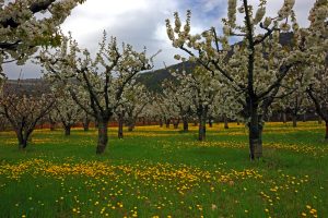 cereza valle de las Caderechas