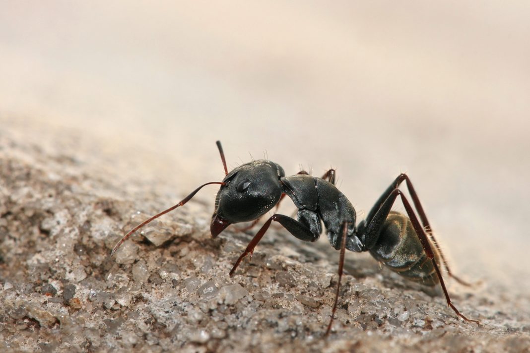 hormiga