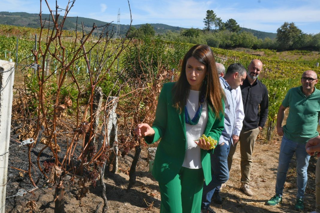 viñedo