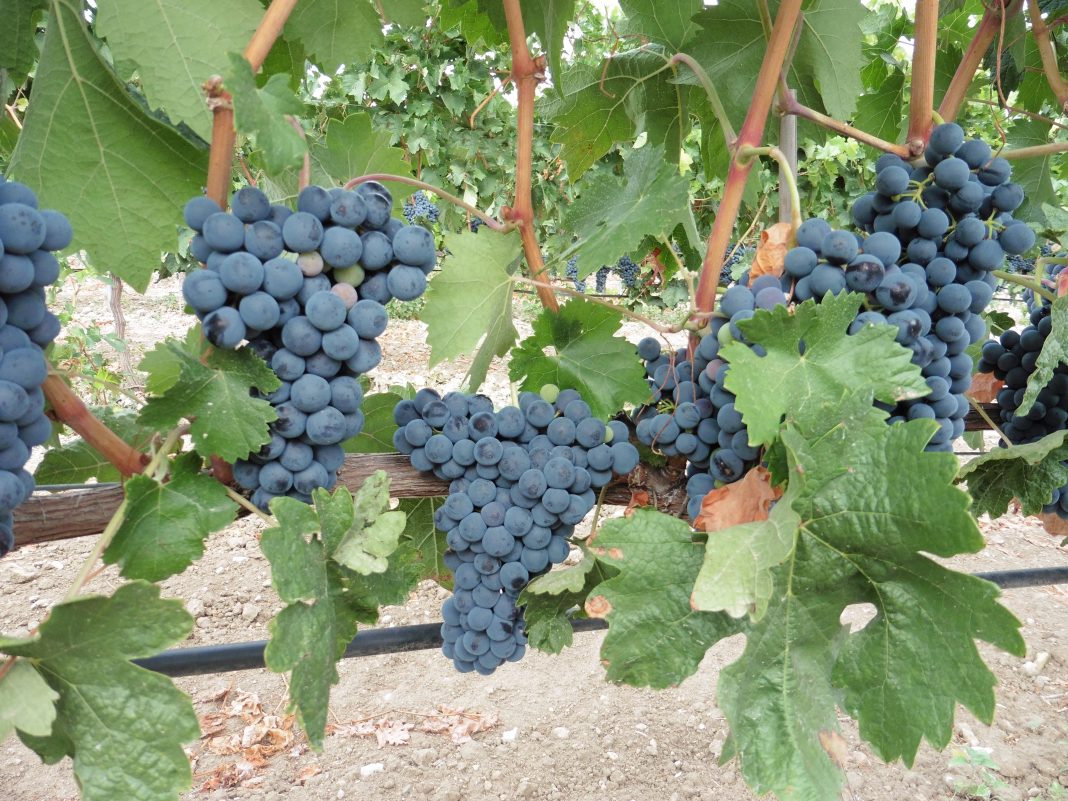 viñedo uva tinta
