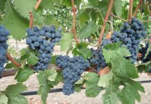 viñedo uva tinta