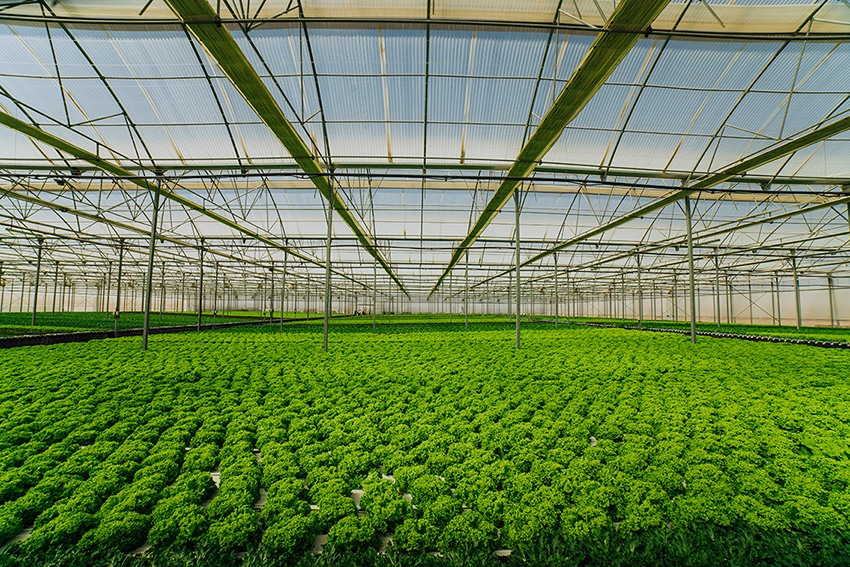 alt cultivo hidropónico