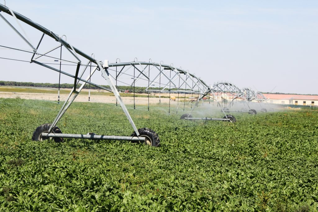 Riego remolacha pivot