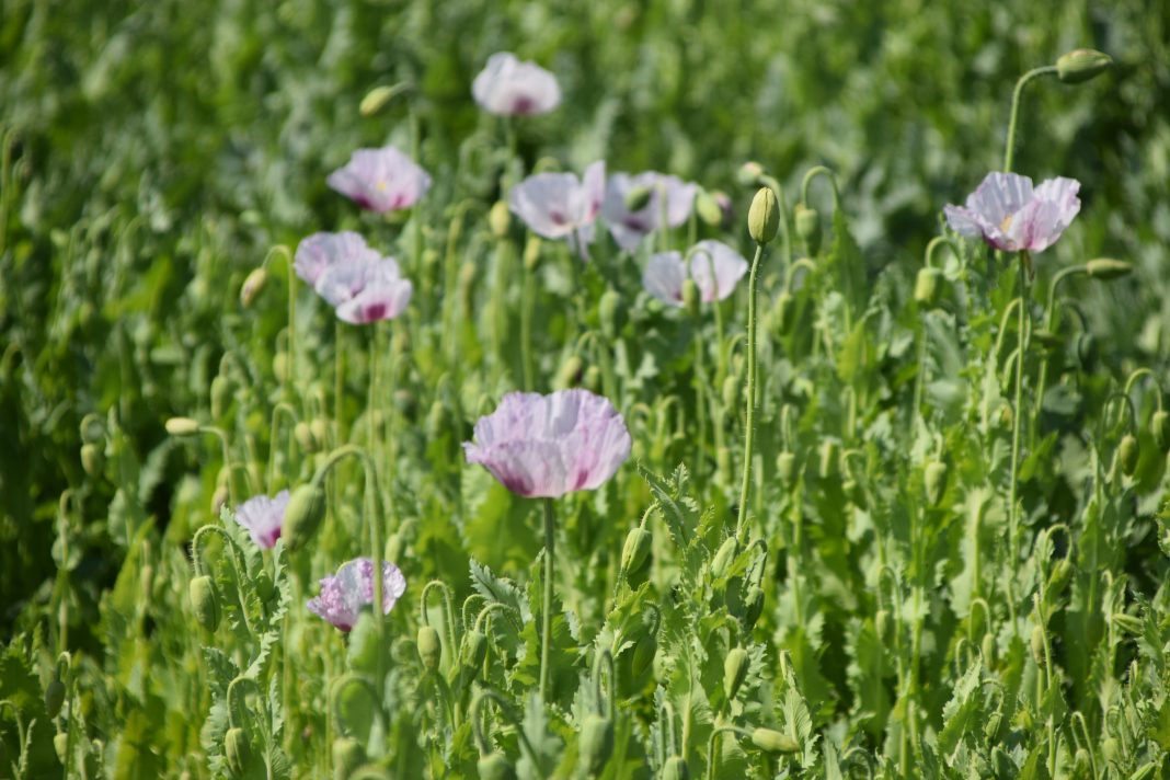 el color de la adormidera es característico