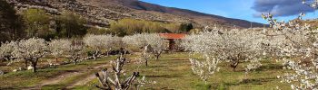 valle-del-jerte-cereza