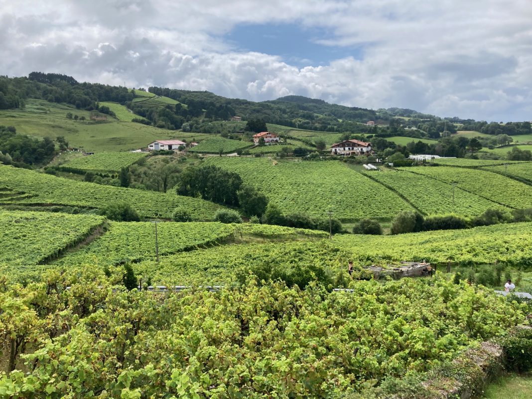 viñedo chacoli txakoli getaria guipuzcoa julio 2025, foto de Ricardo