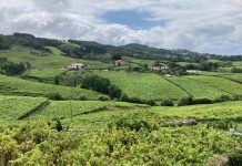 viñedo chacoli txakoli getaria guipuzcoa julio 2025, foto de Ricardo