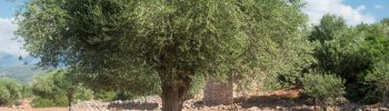 Olivar70