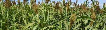 sorgo Rueda