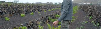 viñedo lanzarote