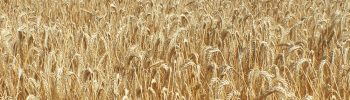 triticale