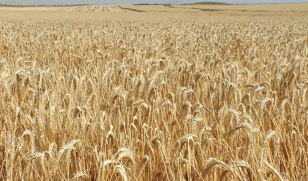 triticale