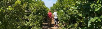 agricultores_citricos