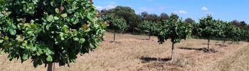pistacho-en-secano