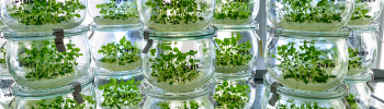 Frascos de cultivo in vitro