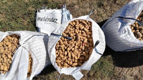 cosecha-campo-ensayo-4