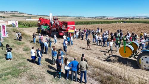 cosecha-campo-ensayo-5
