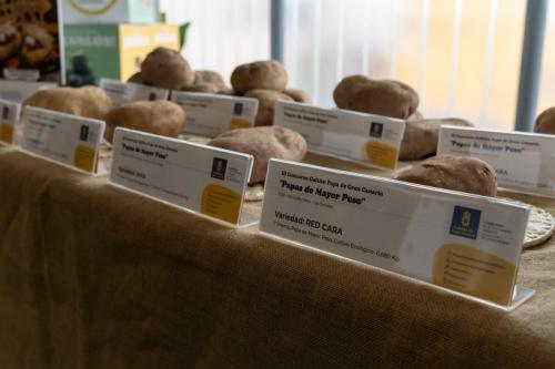 galeria-papa-gran-canaria-1